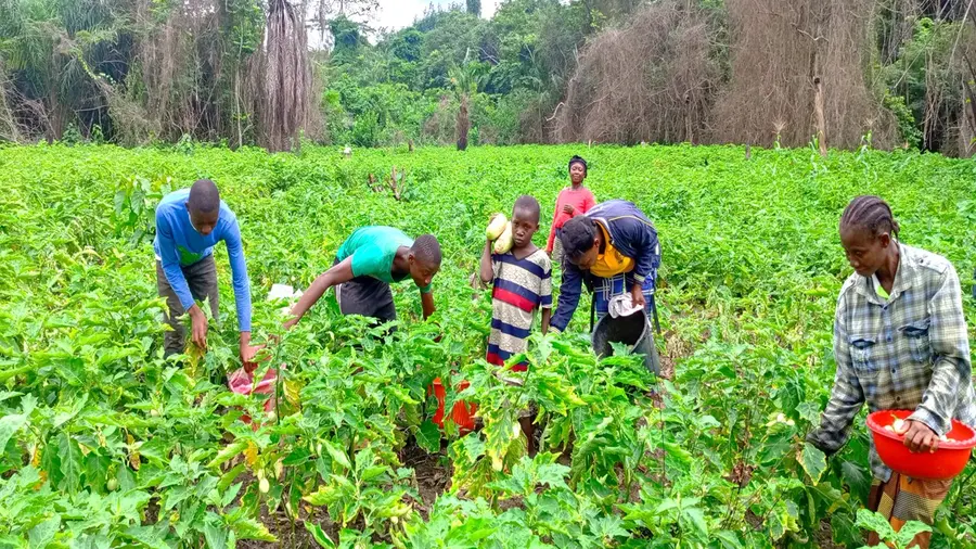 Bitterball-Ernte in Liberia
