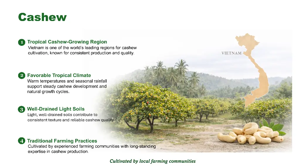 EN | Origin | From Vietnam | One of the world’s finest cashew regions: tropical climate, light soils and traditional farming.